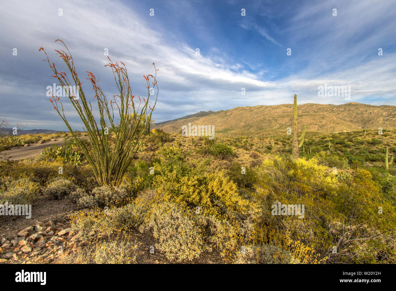 Ocotillo Cactus In Bloom. Ocotillo Cactus mit orangefarbenen Wildblumen in der Sonoran-Wüste in der Nähe von Tucson Arizona im Saguaro-Nationalpark. Stockfoto