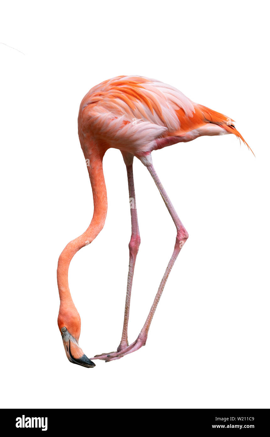 Amerikanische Flamingo Vogel (Phoenicopterus ruber) auf weißem Hintergrund Stockfoto