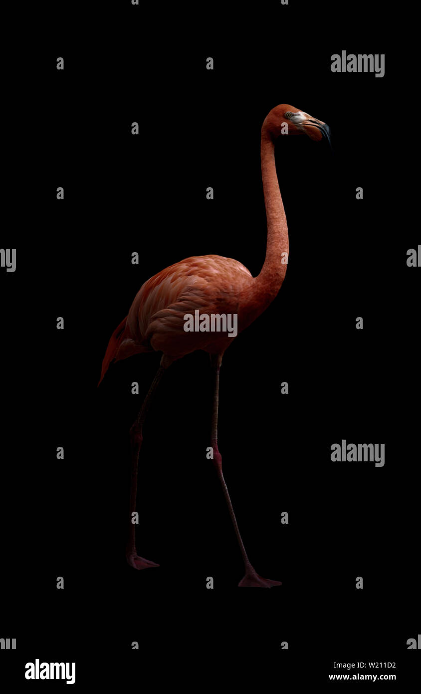 Amerikanische Flamingo Vogel (Phoenicopterus ruber) im dunklen Hintergrund Stockfoto