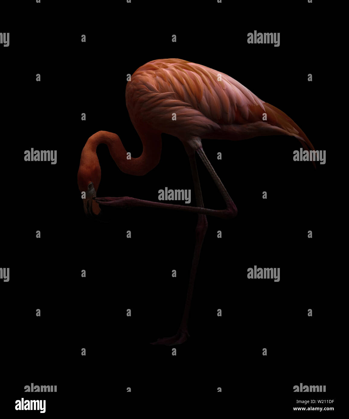 Amerikanische Flamingo Vogel (Phoenicopterus ruber) im dunklen Hintergrund Stockfoto