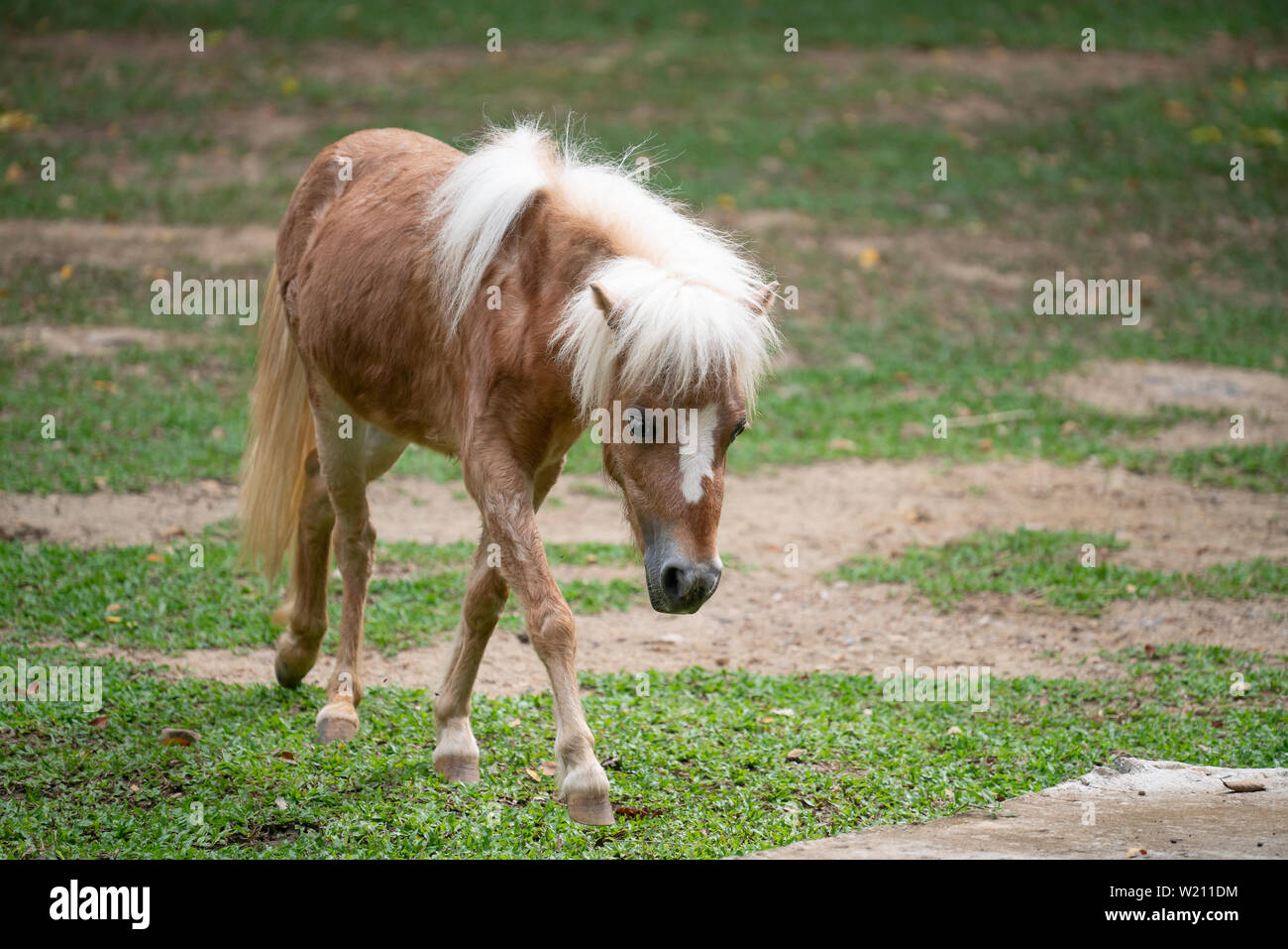 Miniatur Pferde fressen Gras auf der Weide Stockfoto