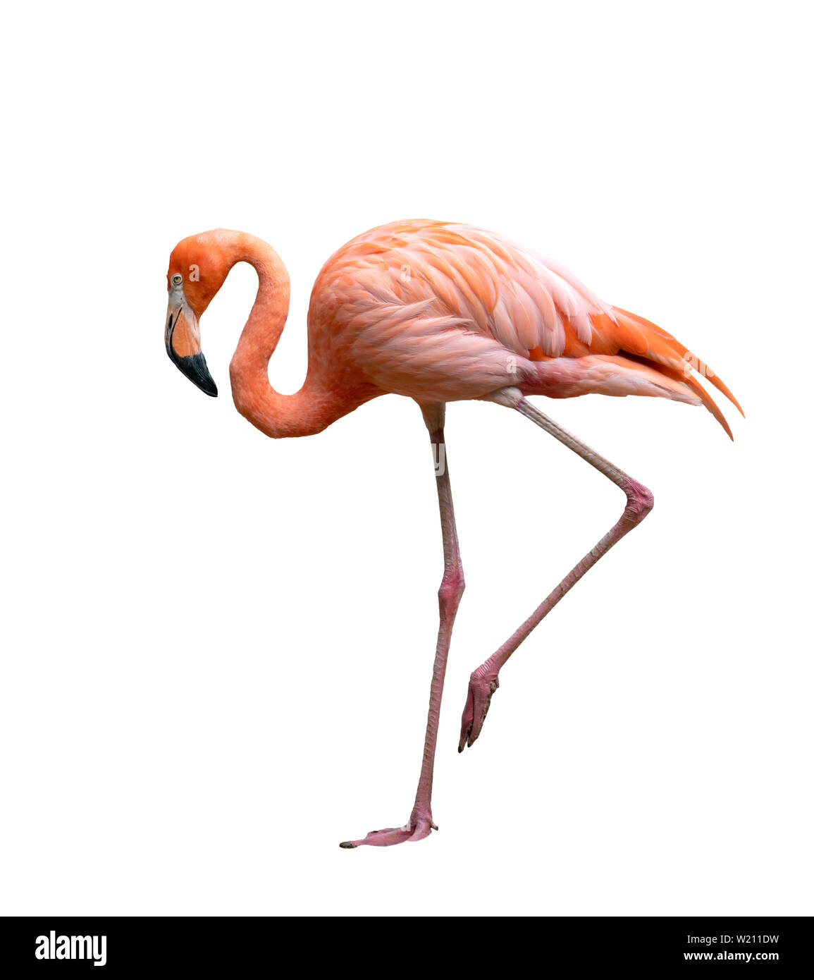 Amerikanische Flamingo Vogel (Phoenicopterus ruber) auf weißem Hintergrund Stockfoto