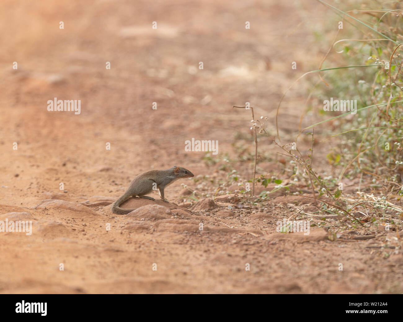 Endemische indischer Baum Spitzmaus Fütterung auf Masse an Andhari Tadoba Tiger Reserve, Chandrapur, Maharashtra, Indien Stockfoto