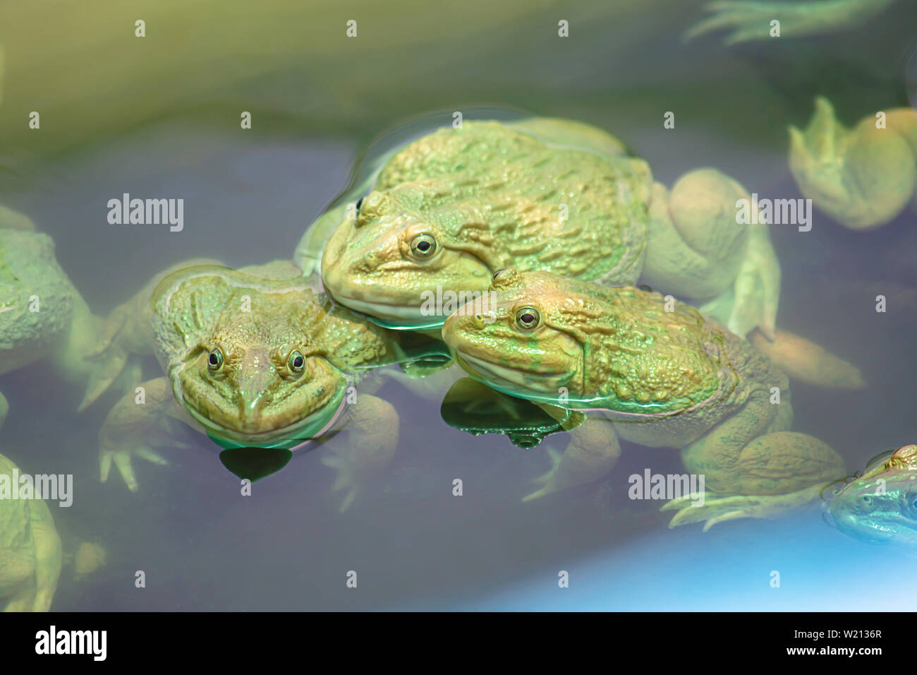 Großer Frosch im Wasser auf dem Bauernhof. Stockfoto
