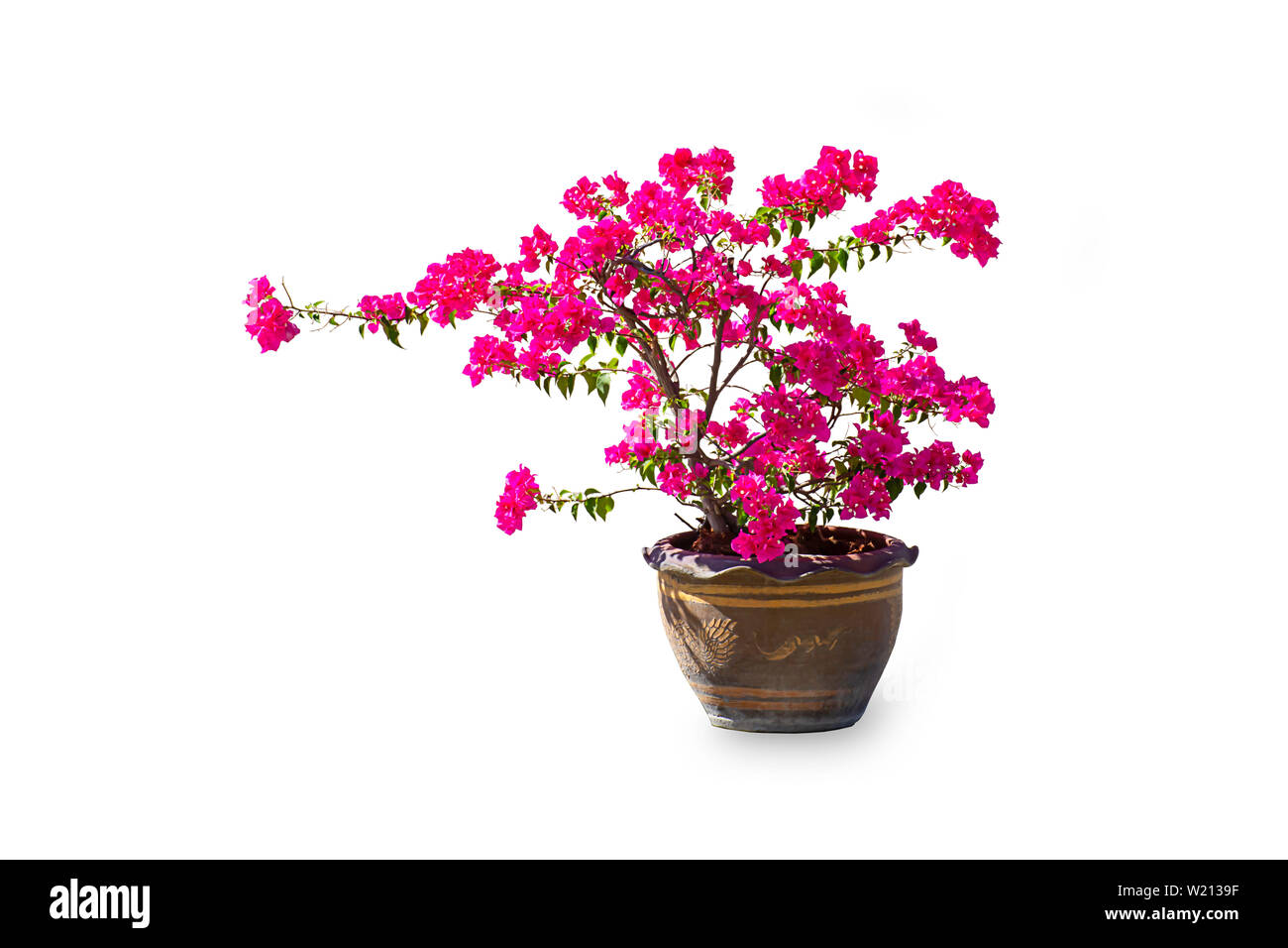 Das rosafarbene Bougainvillea Blüten sind in einem Blumentopf aus Ton auf weißem Hintergrund mit Freistellungspfaden. Stockfoto