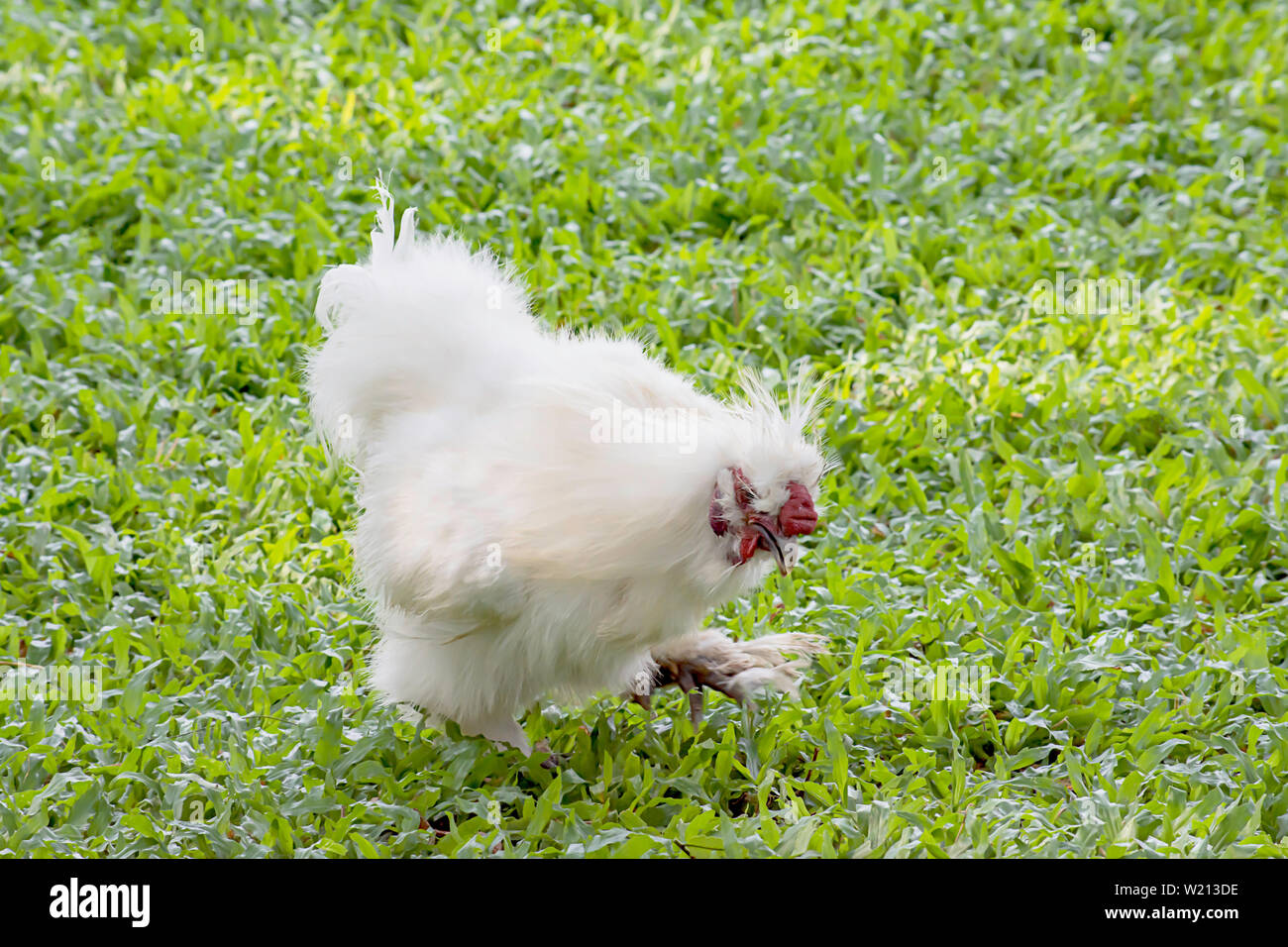 Weißes Huhn oder Silkie Henne Essen auf der Liegewiese im Garten. Stockfoto