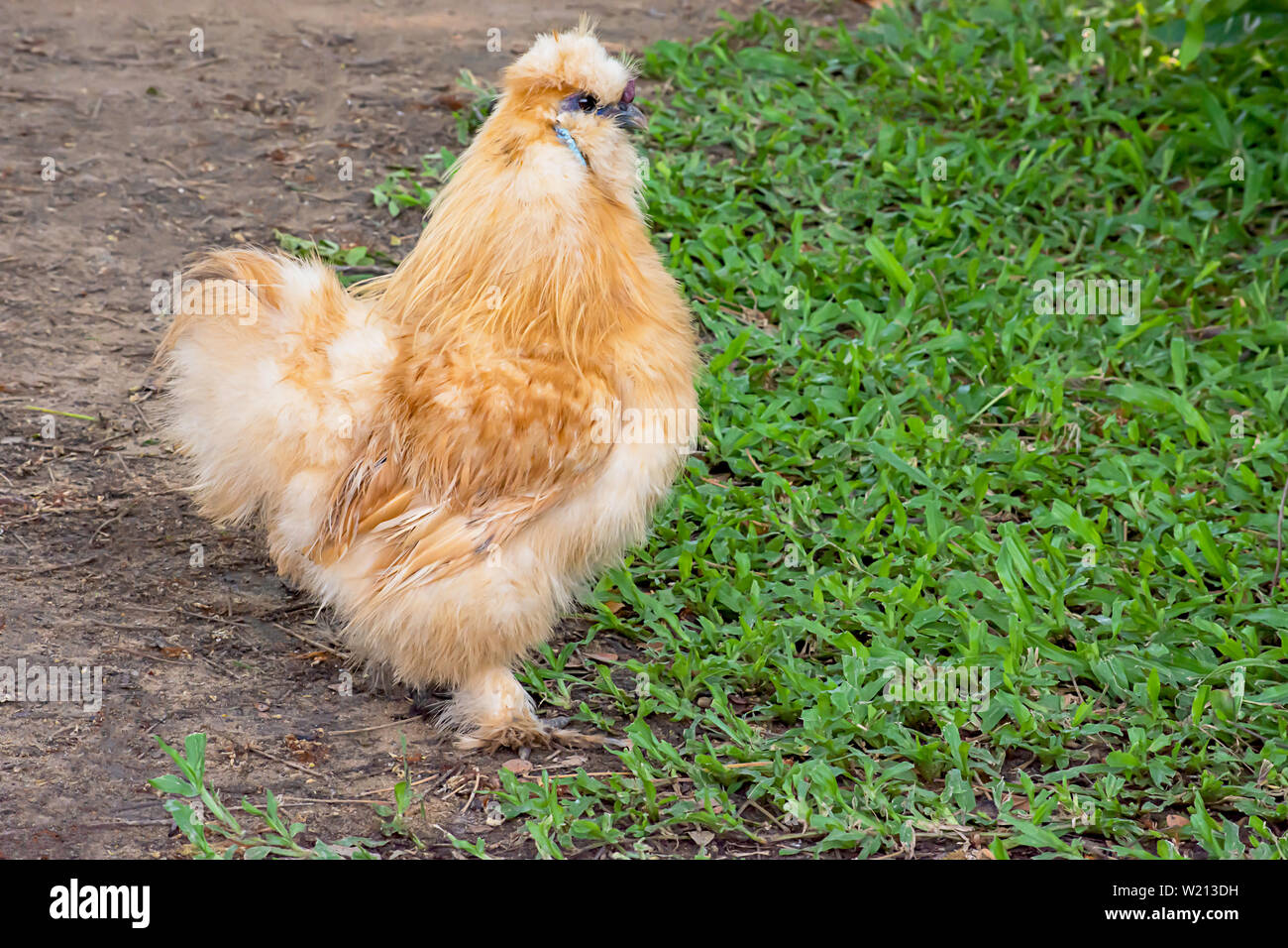 Braun Huhn oder Silkie Henne auf der Liegewiese im Garten. Stockfoto