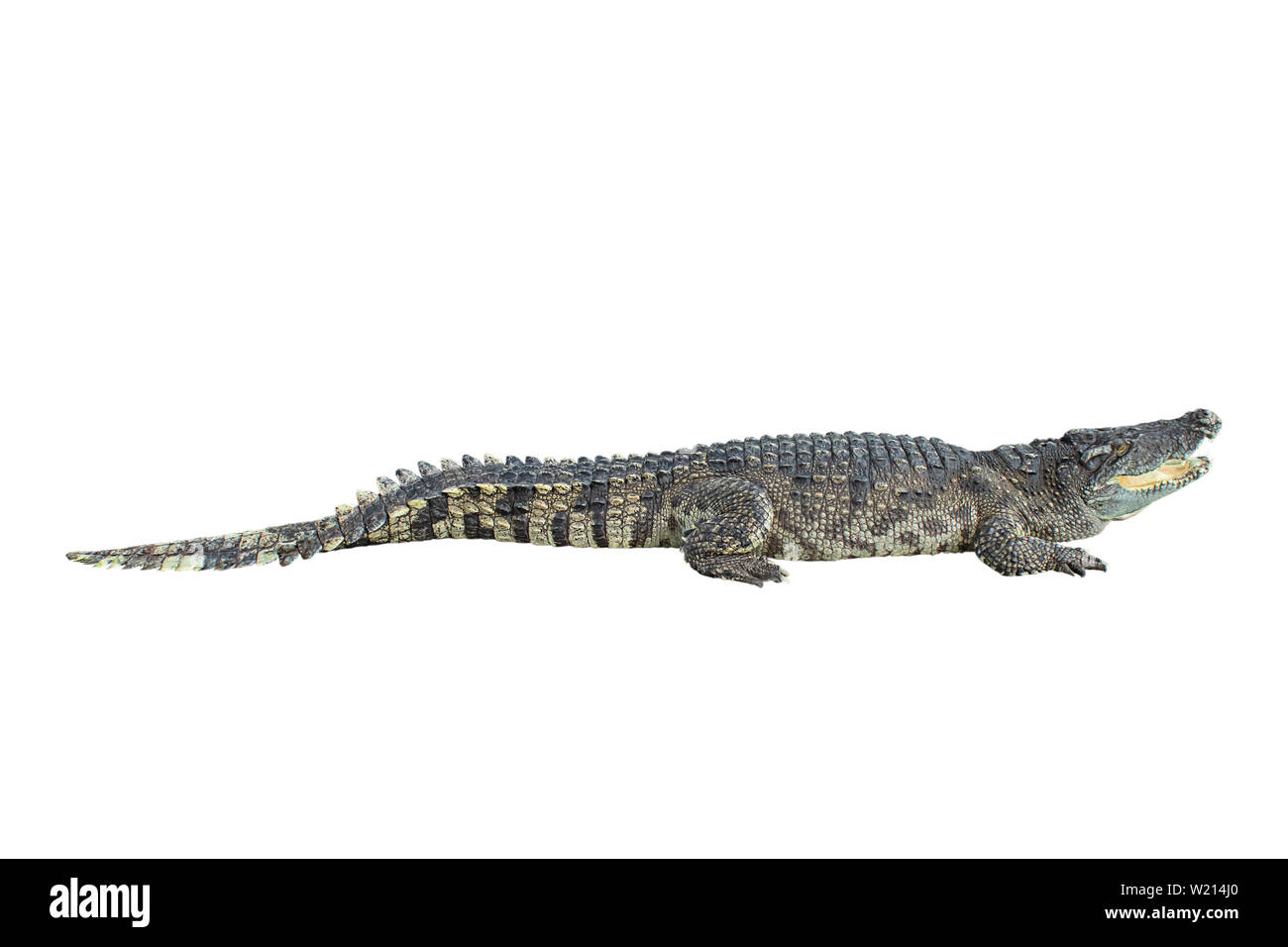 Süßwasser Krokodil auf weißem Hintergrund mit Freistellungspfaden. Stockfoto
