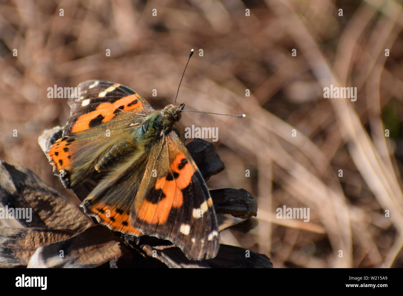 Schönen indischen Red Admiral (Vanessa indica) Schmetterling. Stockfoto