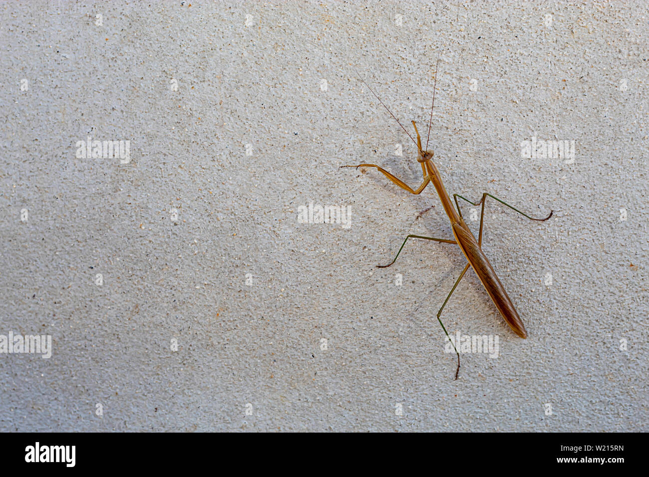 Brauner Grashüpfer auf dem Zement Wände. Stockfoto