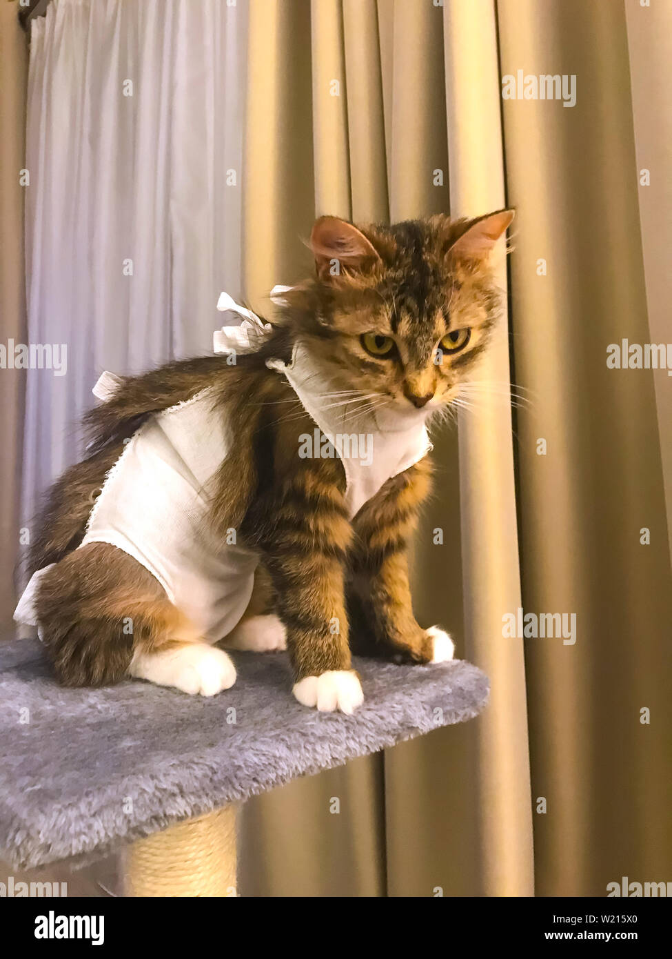 Katze in der medizinischen Verband nach der Operation. Stockfoto