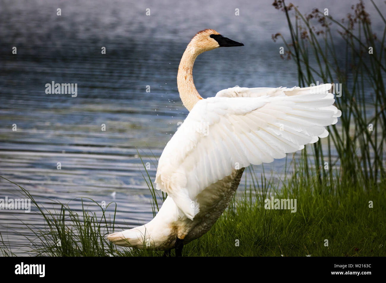 Trumpeter Swan Trocknung seine Flügel nach einem Sprung in den See. Stockfoto