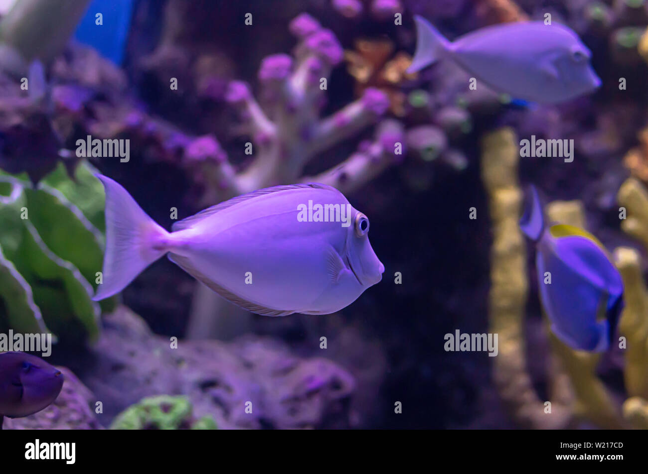 Bunte Fische im Meer Hintergrund die Koralle, Thailand. Stockfoto