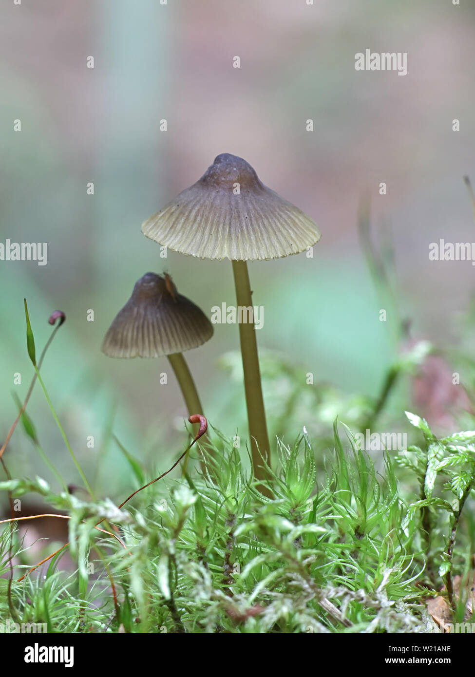 Olivenöl Kante Motorhaube, Mycena viridimarginata, wilde Pilze aus Finnland Stockfoto