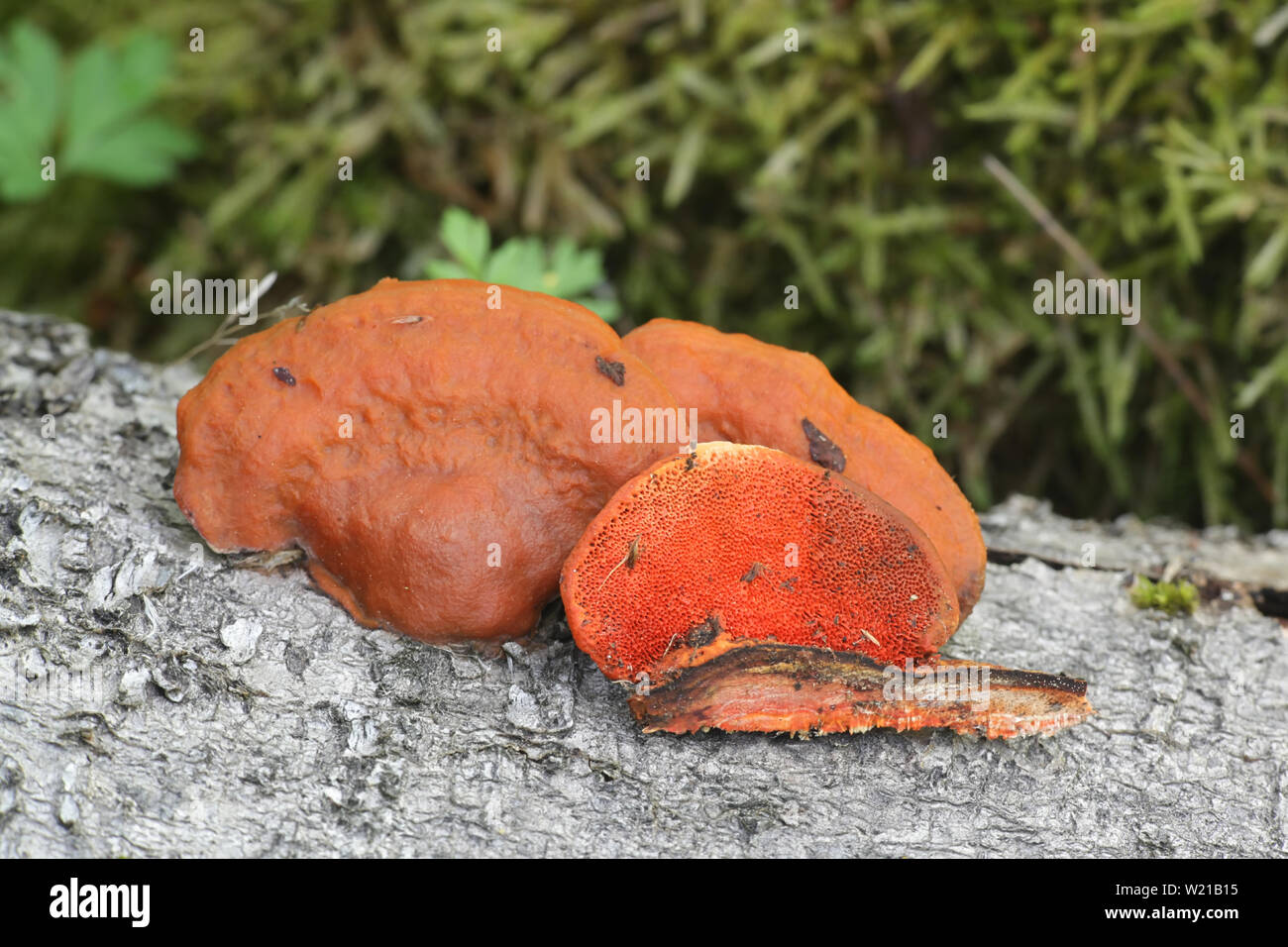 Pycnoporus cinnabarinus, bekannt als der Cinnabar polypore Stockfoto