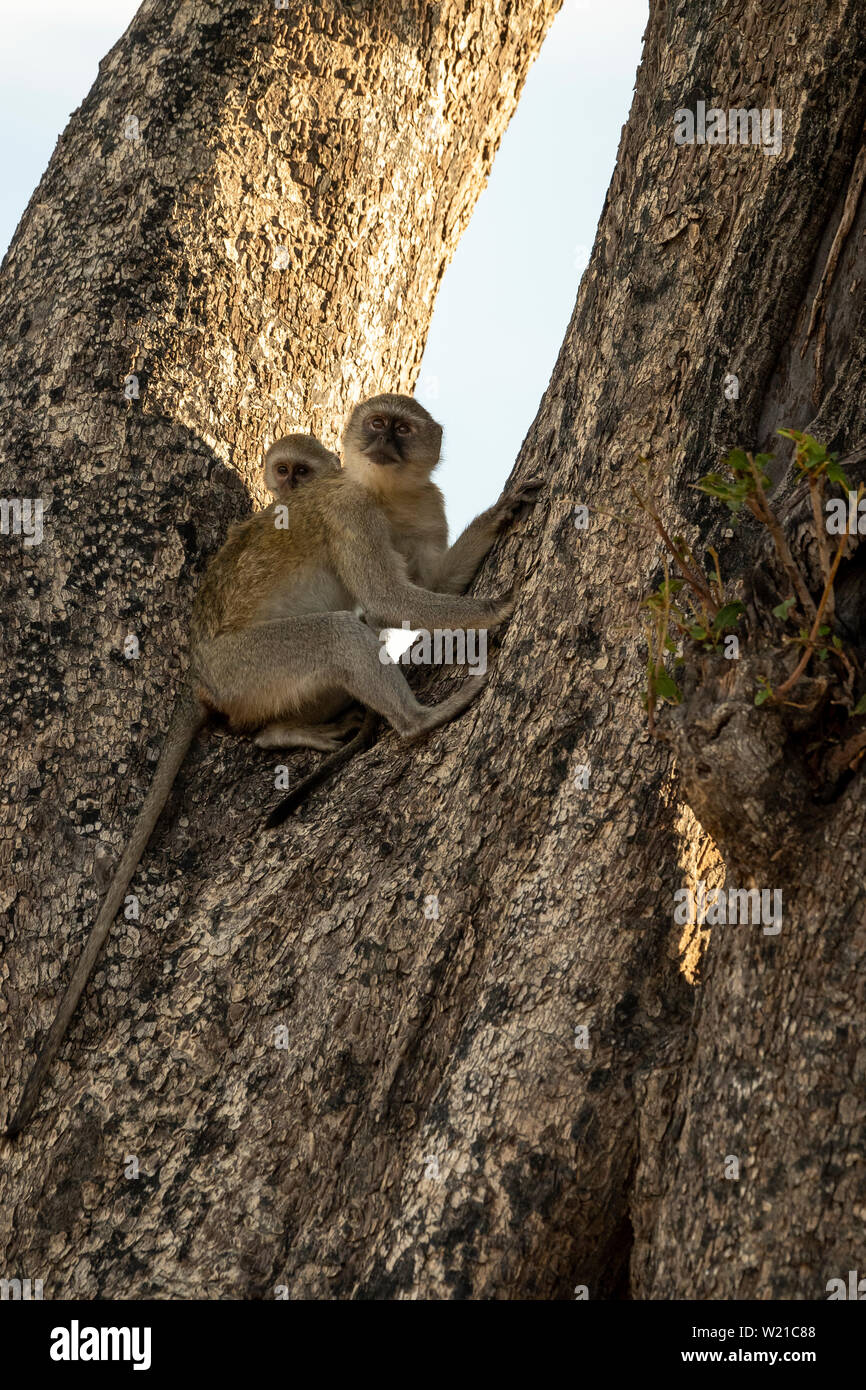 Meerkatze (Chlorocebus pygerythrus) und Kleinkinder im Baum Stockfoto