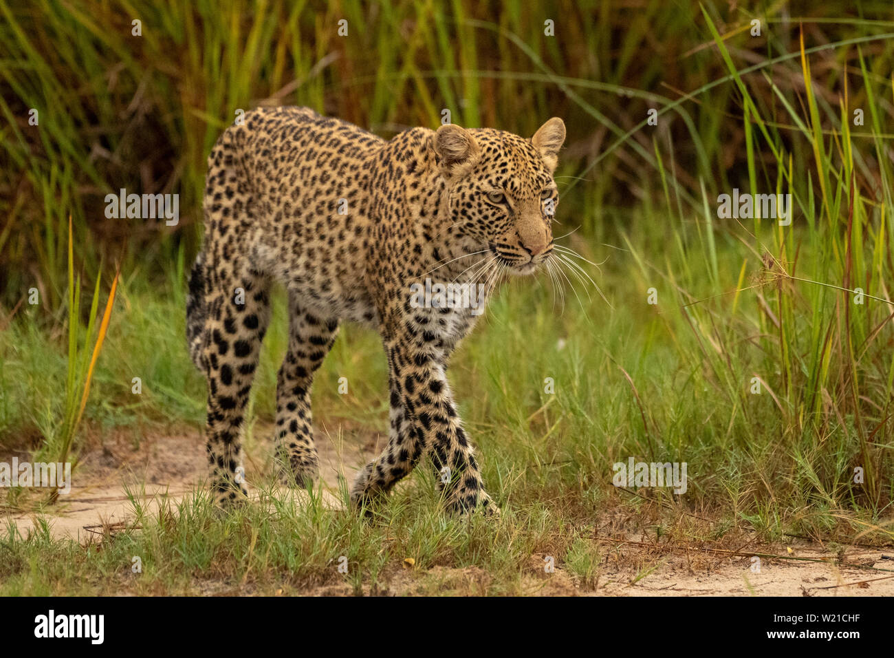 Leopardin, Selonyana's Cub, Wandern in Gras in Vumbera Okavango Delta Botswana Stockfoto