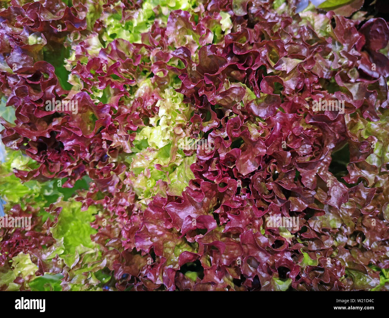 In der Nähe von frischem Lollo Rosso Salat als Hintergrund Stockfoto