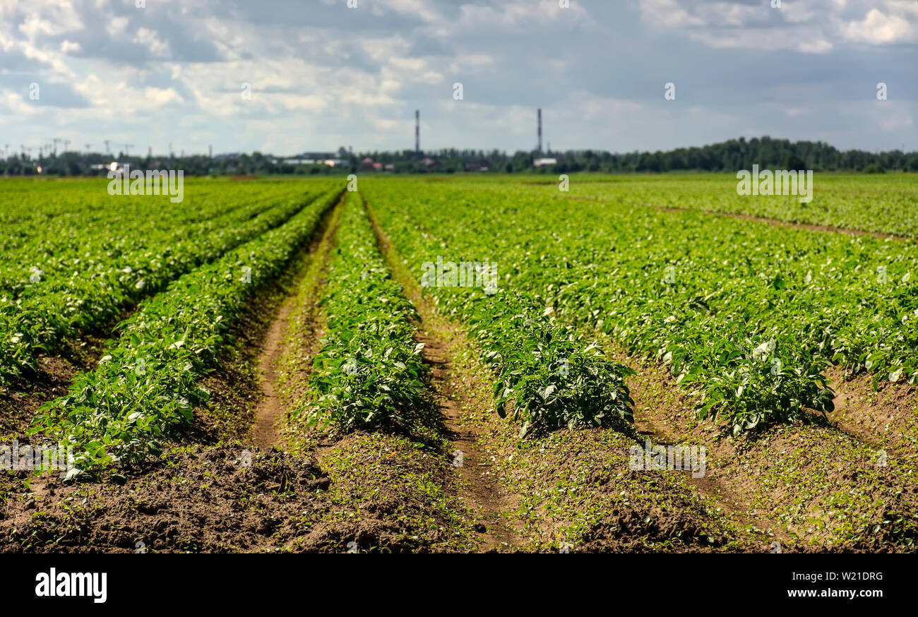 Kartoffel Gepflanzt Feld In Der Landschaft Der Region Leningrad