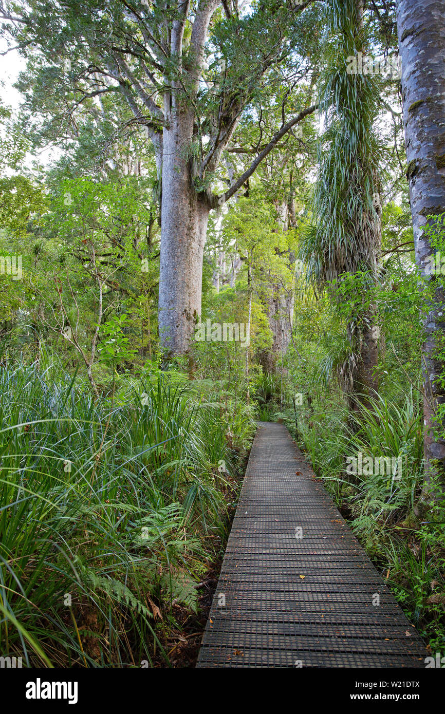 Gehweg im Waipoua Forest, NZ Stockfoto