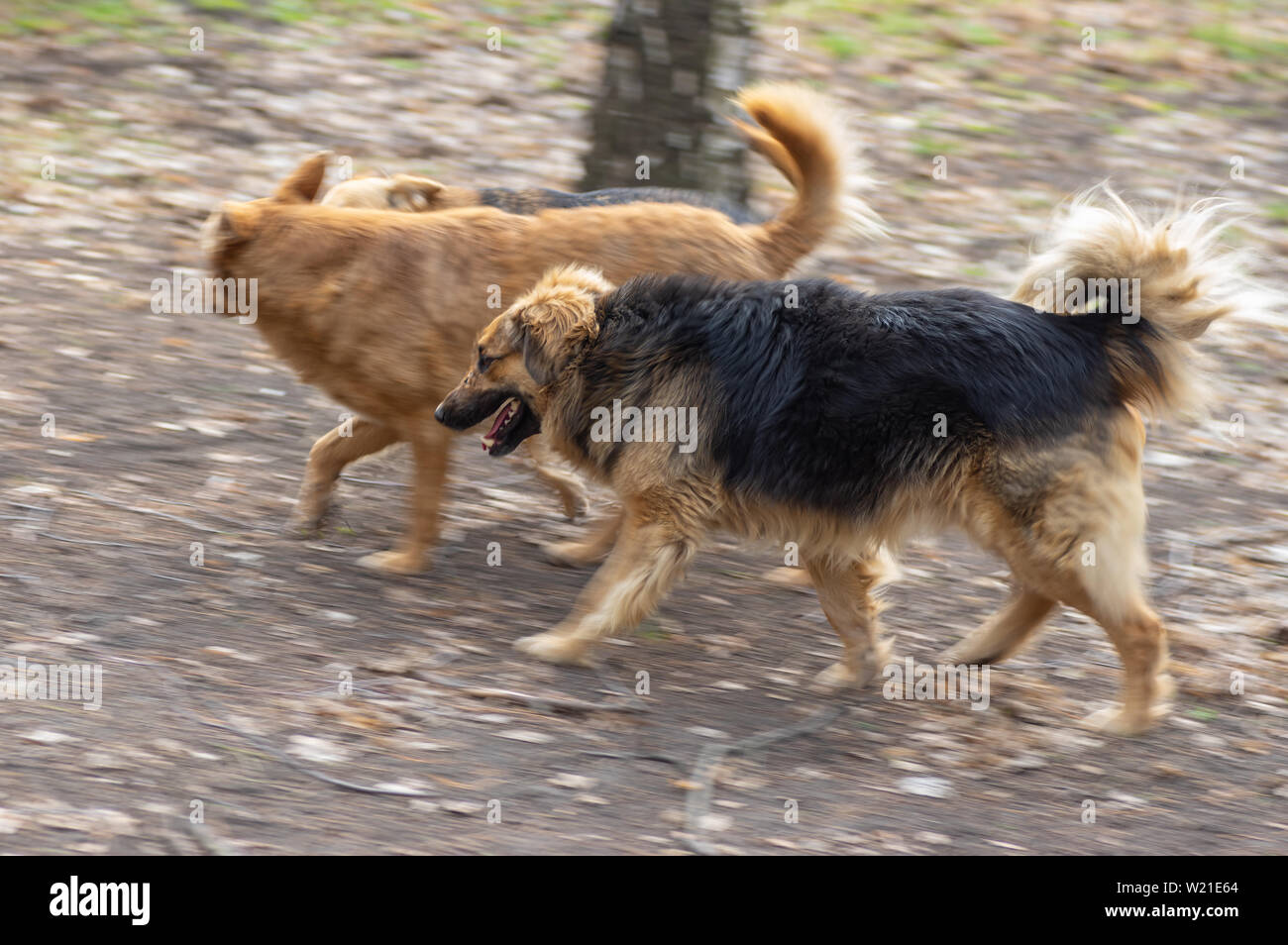 Alte Mischlingen mit Narben auf die Schnauze mit zwei anderen Hunden auf der Erde unterwegs Stockfoto
