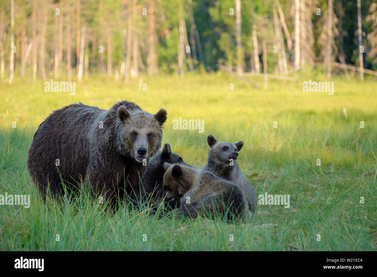 Braunbär Ursus arctos Familie Mutter mit jungtieren vor Wald, Finnland Stockfoto