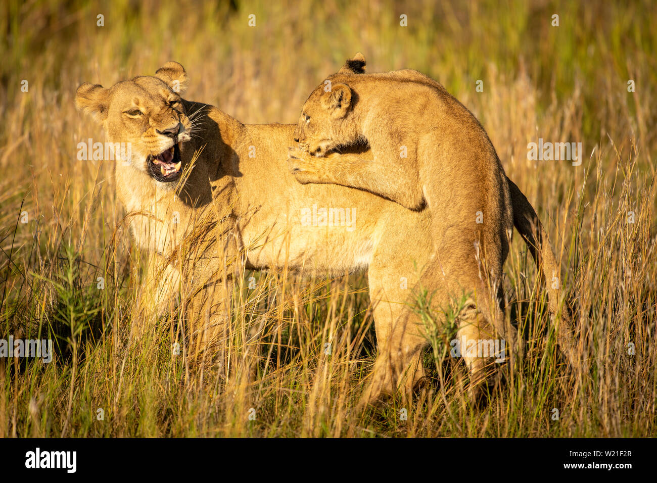 Löwin spielen mit Cub in Chitabe, Okavango Delta, Botswana Stockfoto