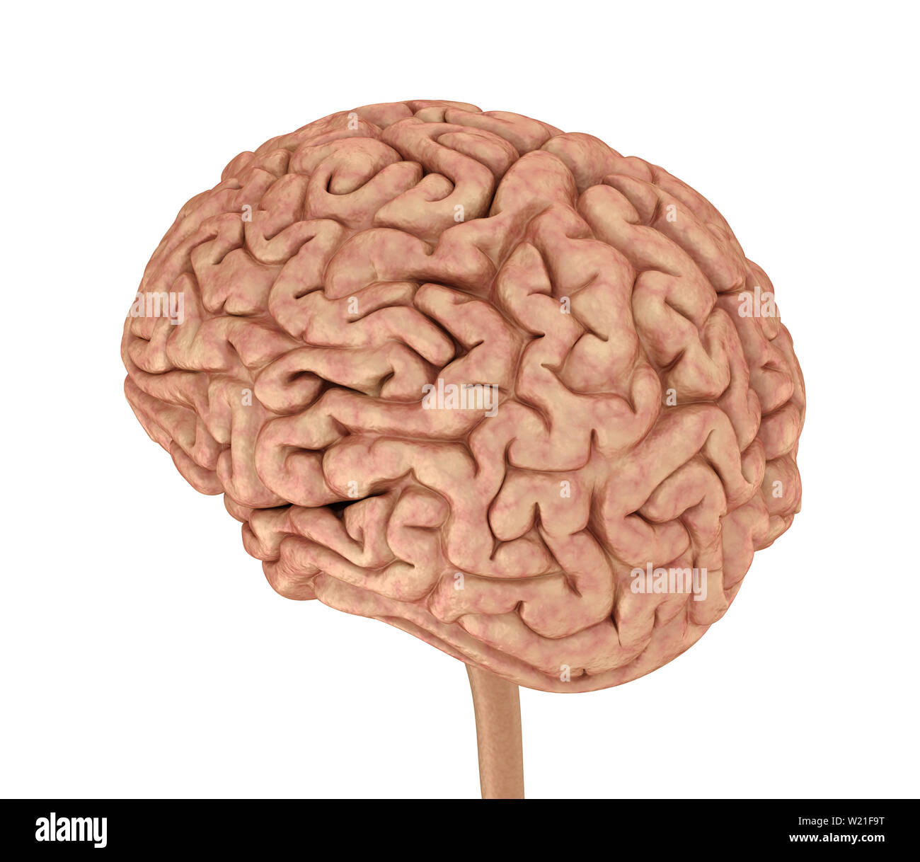 Menschliche Gehirn 3D-Modell, isoliert auf weiss. Medizinisch genaue 3D-Illustration Stockfoto