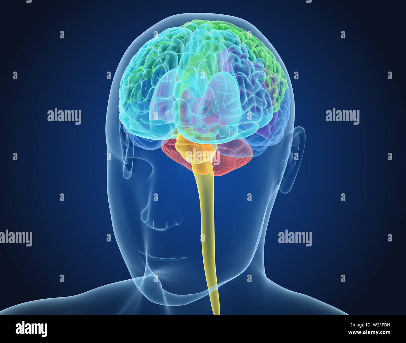 Menschliche Gehirn Röntgen-Scan, medizinisch genaue 3D-Illustration Stockfoto