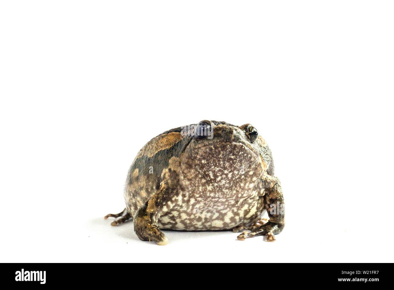 Bullfrog (Kaloula pulchra) auf weißem Hintergrund. Stockfoto