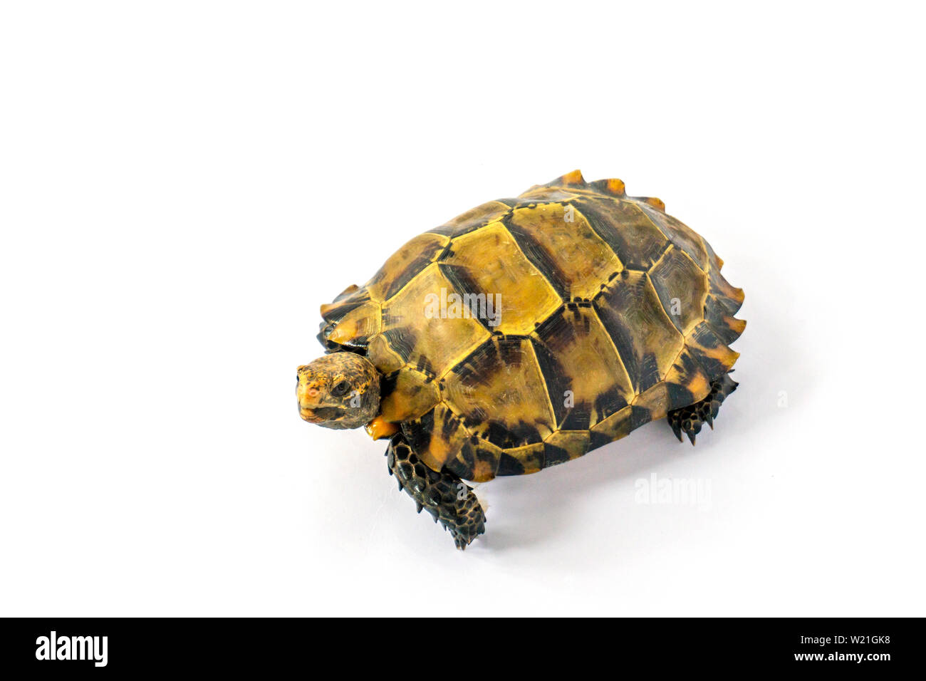 Inland Schildkröten in Asien sind "Beeindruckt Schildkröte, Manouria impressa" auf weißem Hintergrund. Stockfoto