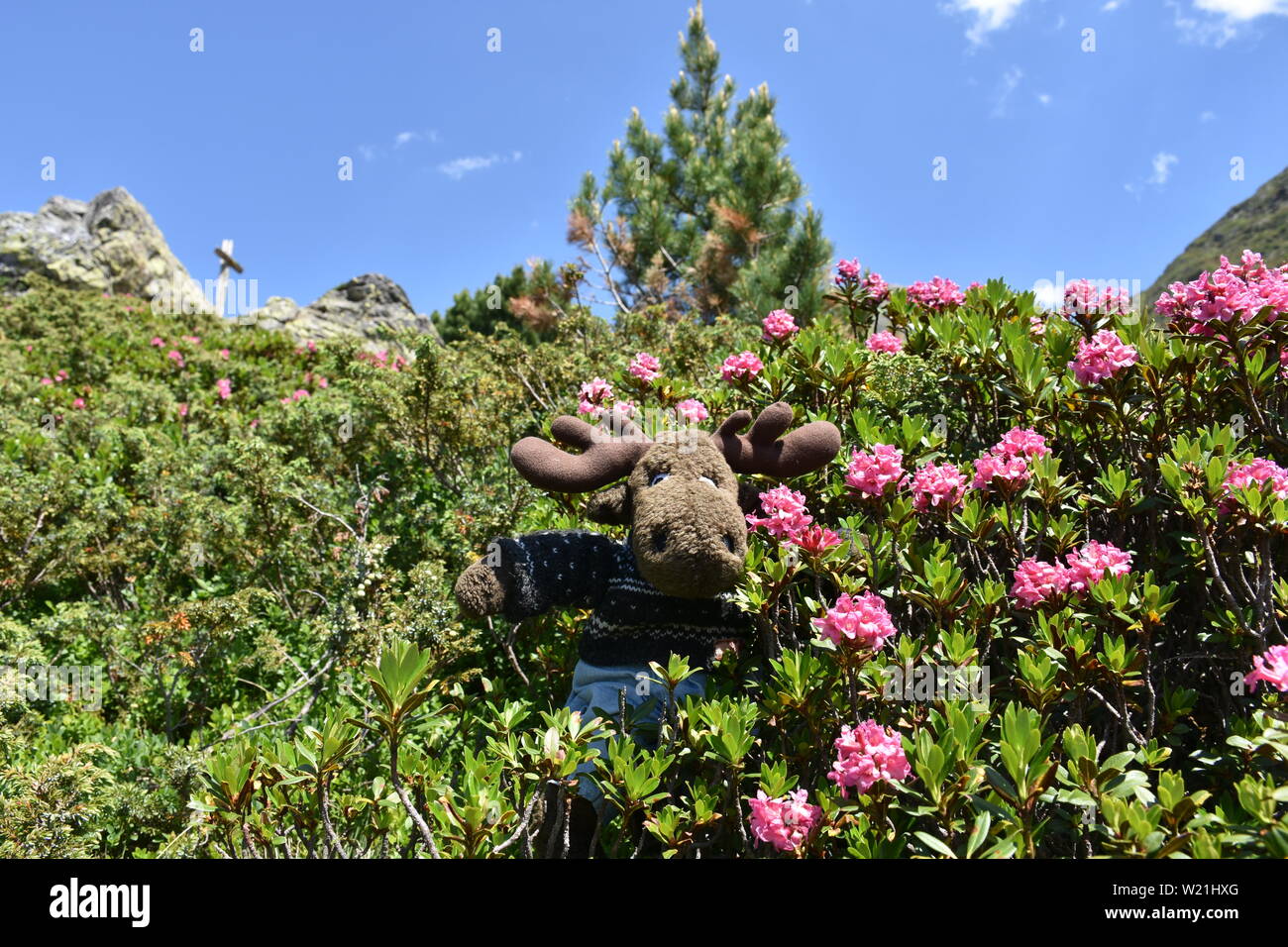 Alpenrose, Bewimperte Alpenrose, Almrausch, Elch, Geweih, Stofftier, Plüsch, Almenrausch, Steinrose, Blüte, Sky, Rhododendron hirsutum, Pflanze, Bl Stockfoto