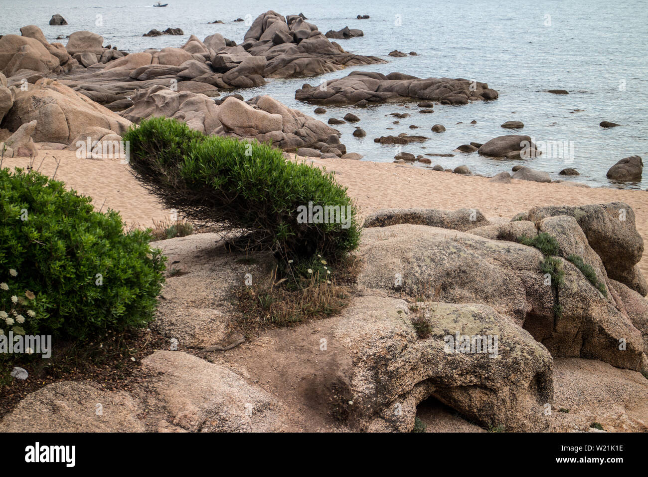 Korsika: L'Isolella, Pistacia lentiscus Stockfoto