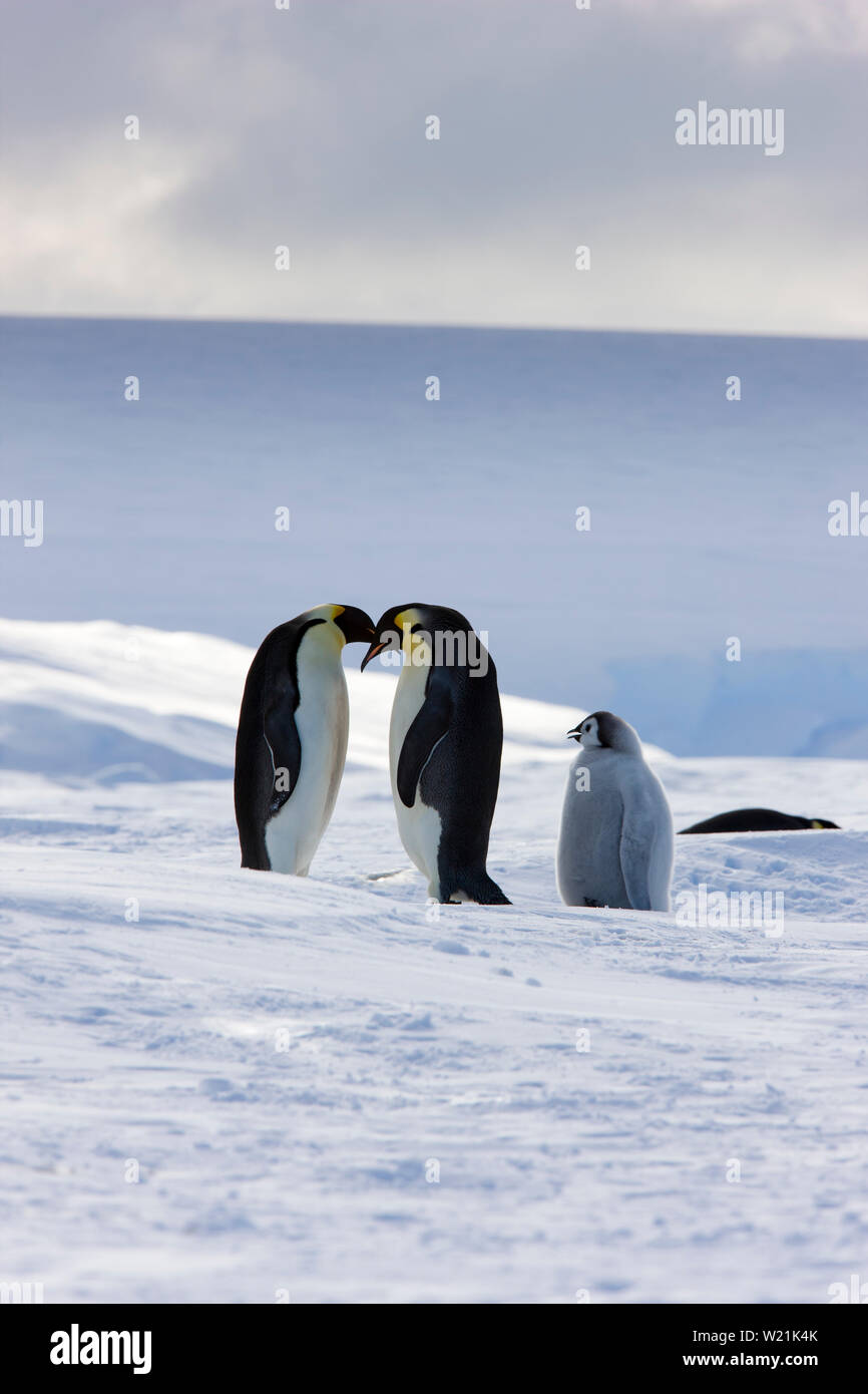 Antarktis Kaiser Küken und erwachsene Aptenodytes forsteri Wild Stockfoto