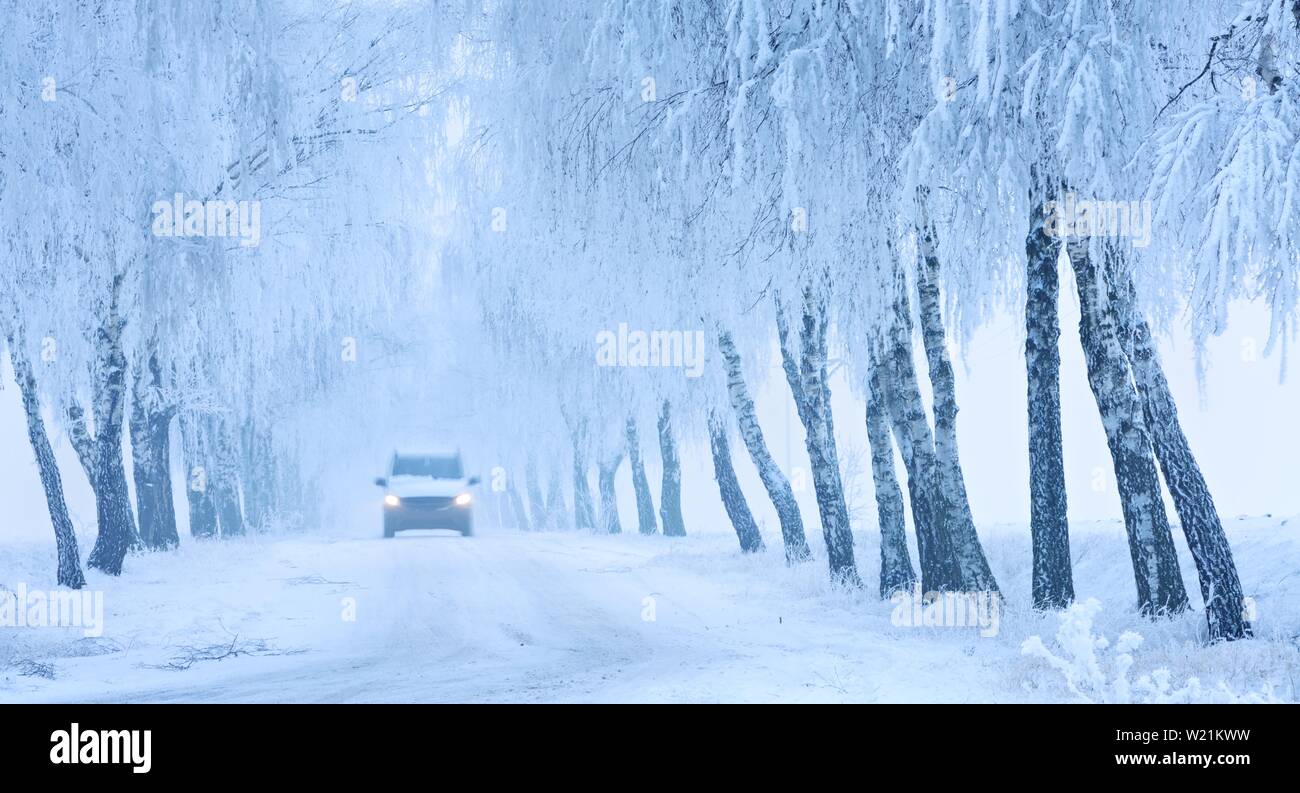 Auto Fahren auf Schnee-bedeckten Straße durch Birke Avenue mit Raureif und Nebel, Burgenlandkreis, Sachsen-Anhalt, Deutschland Stockfoto