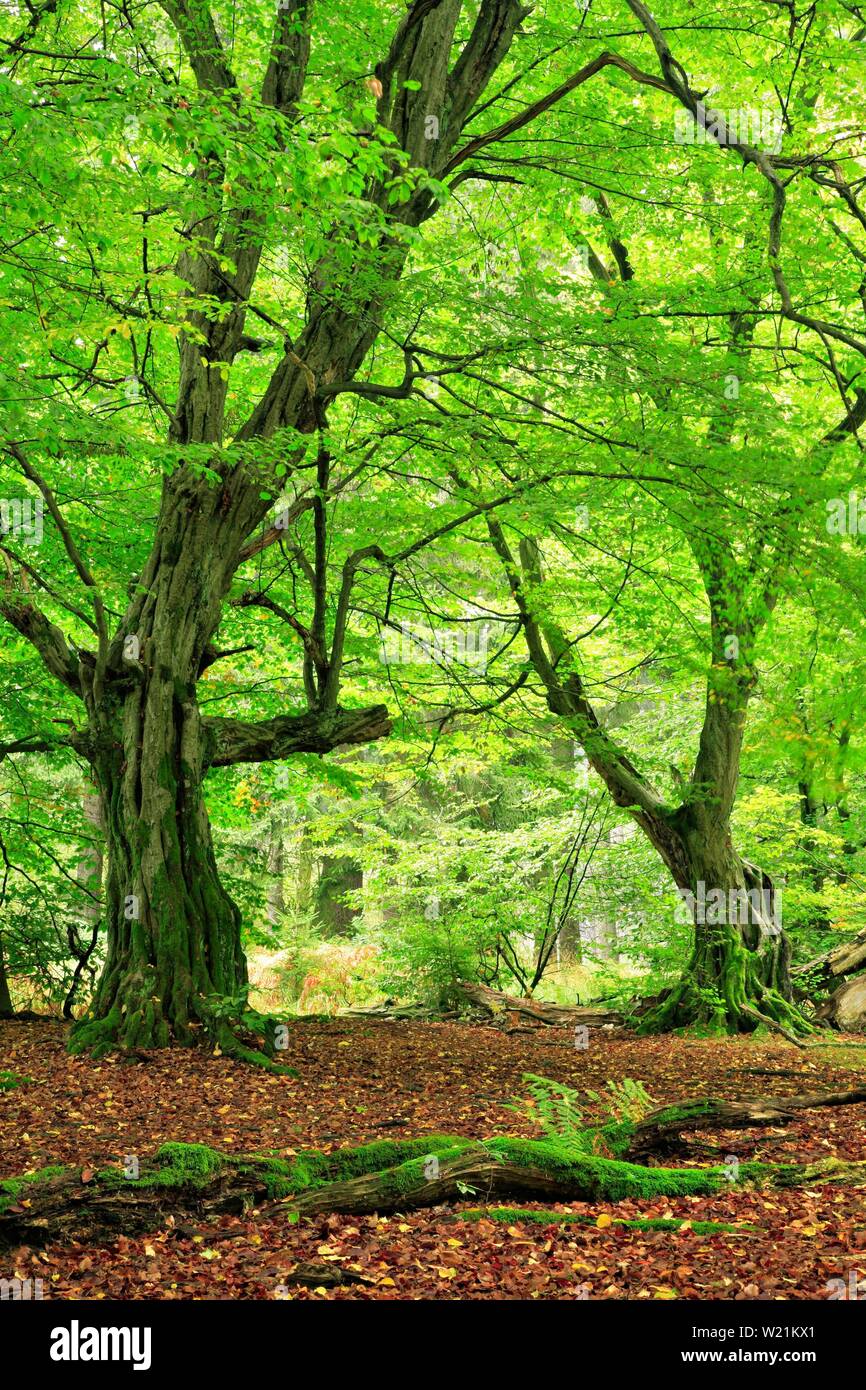 Wald mit knorrigen alten Moos Europäische weißbuchen (Carpinus betulus), Sababurg Dschungel, Reinhardswald, Hessen, Deutschland Stockfoto