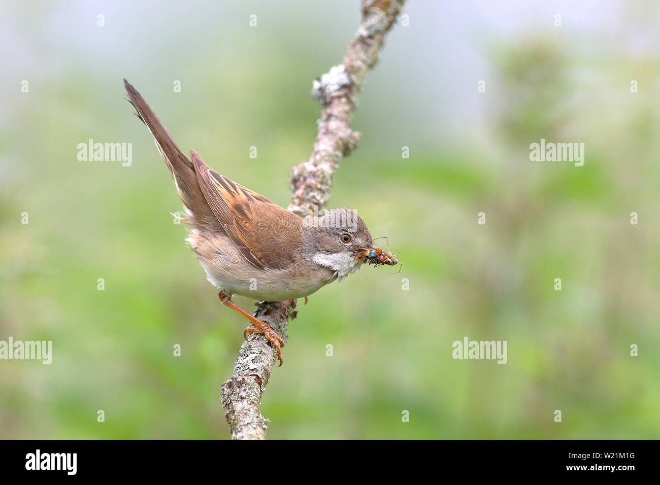 Common Whitethroat (Sylvia communis) mit Insekten im Schnabel auf einem Zweig, Neunkirchen, Nordrhein-Westfalen, Deutschland Stockfoto