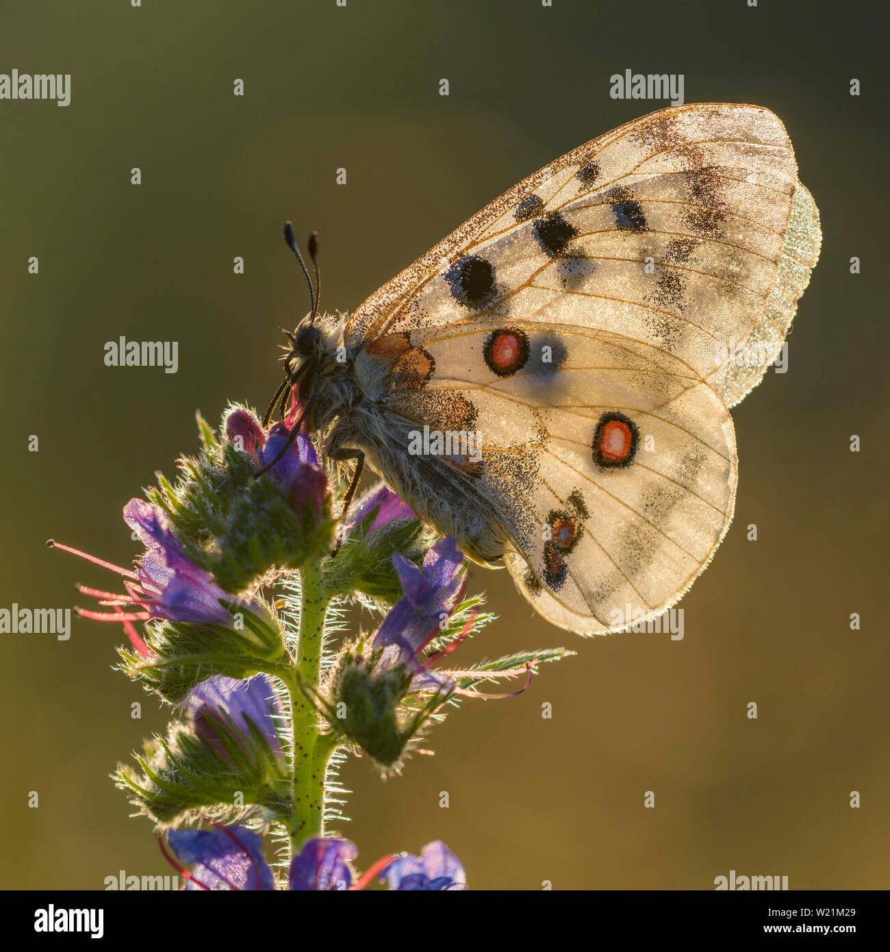 Apollo (clossiana Apollo), zur Nordischen Drachenkopf (Dracocephalum ruyschiana), Biosphäre, Swabion Alb, Baden-Württemberg, Deutschland Stockfoto