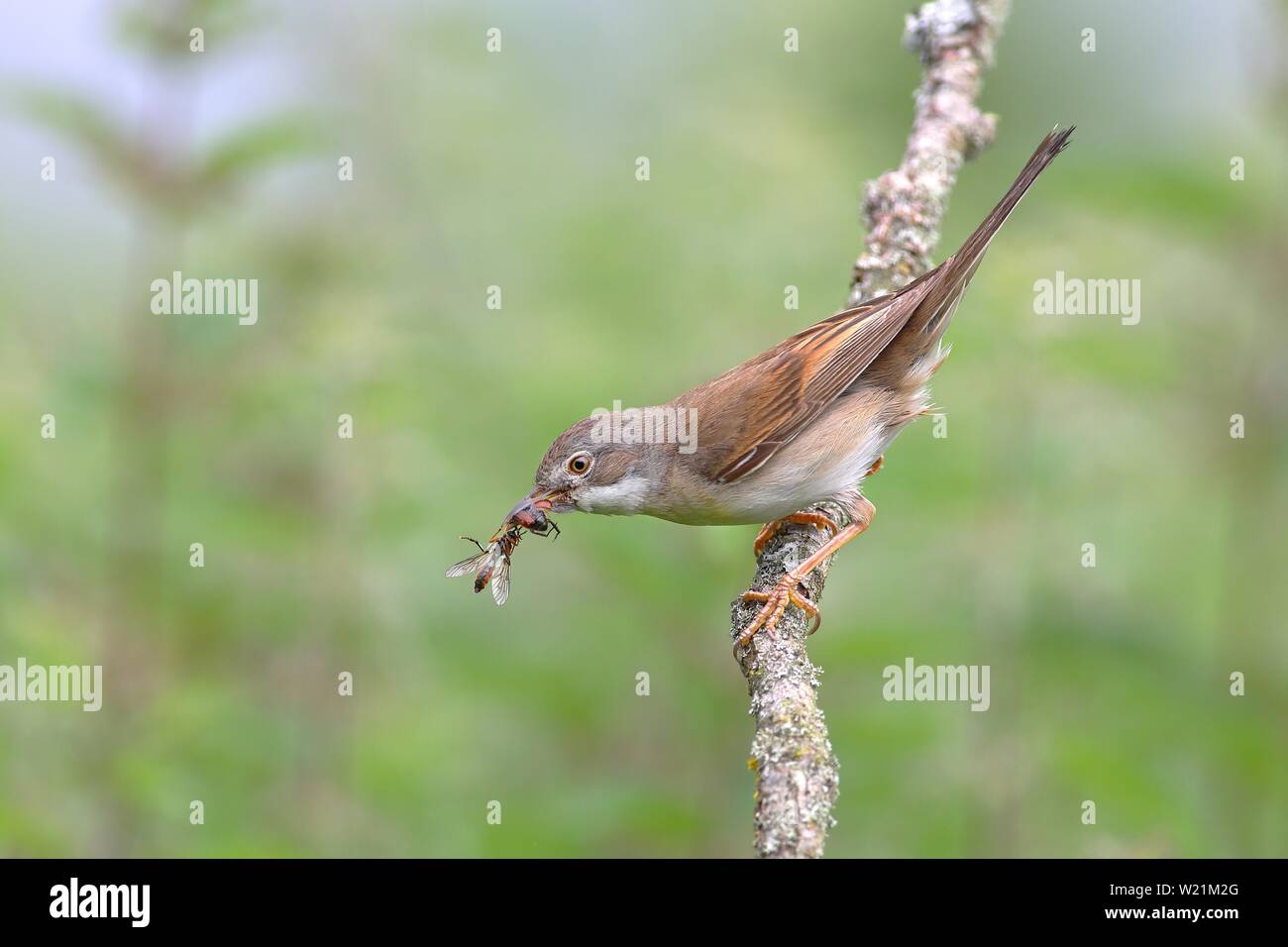 Common Whitethroat (Sylvia communis) mit Insekten im Schnabel auf einem Zweig, Neunkirchen, Nordrhein-Westfalen, Deutschland Stockfoto