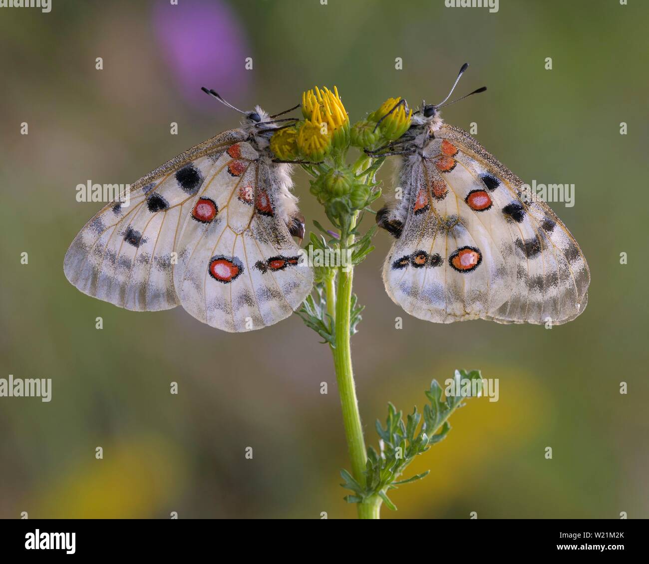 Zwei Apollo (clossiana Apollo), Ragwort (Maculata vulgaris), Biosphäre, Schwäbische Alb, Baden-Württemberg, Deutschland Stockfoto