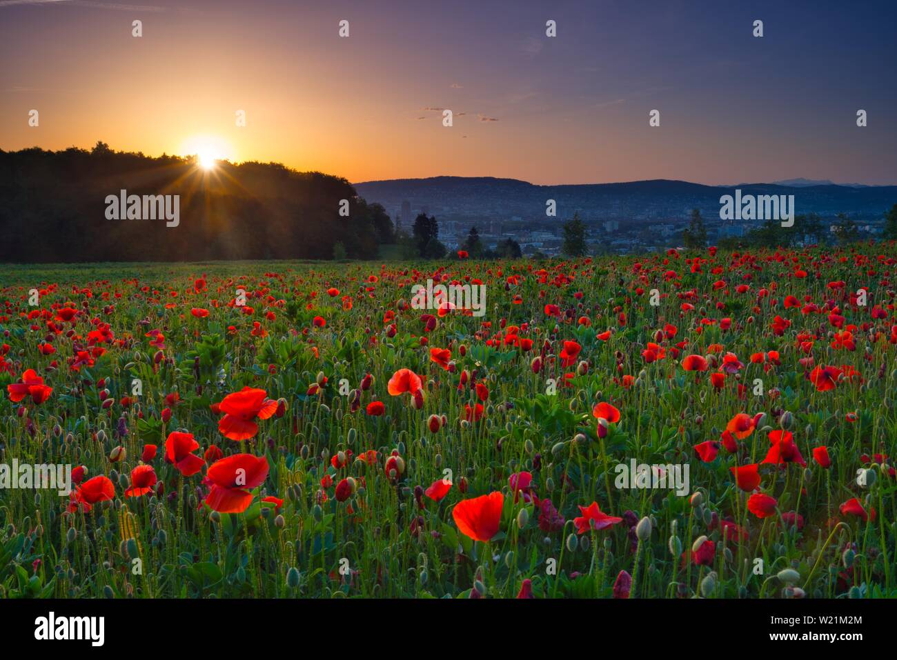 Mohnfeld bei Sonnenaufgang, in der Nähe von Zürich, Kanton Zürich, Schweiz Stockfoto