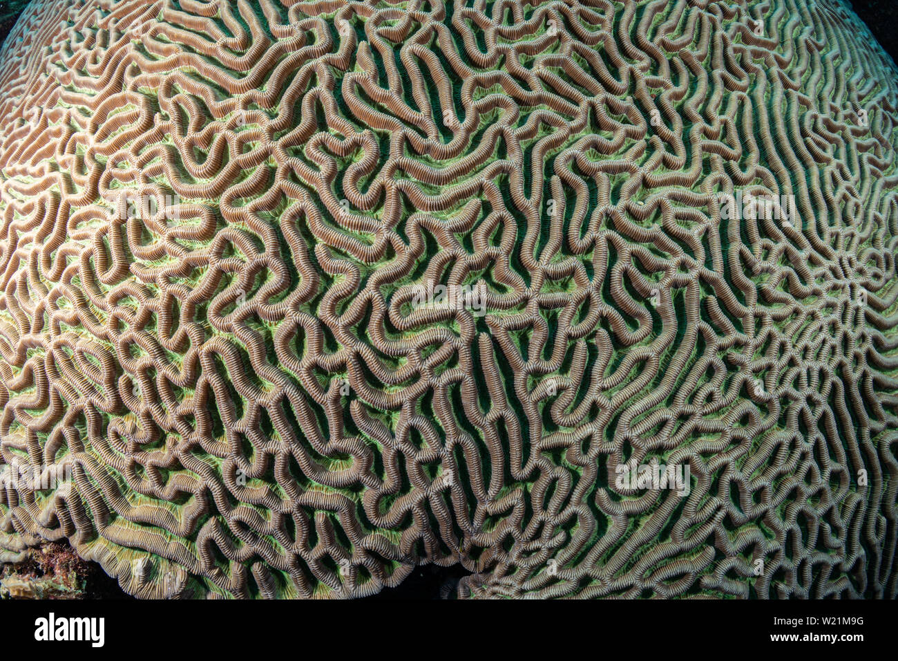 Die Muster der brain Coral (diplora strigosa) auf das Riff in Bonaire, Niederländische Antillen Stockfoto