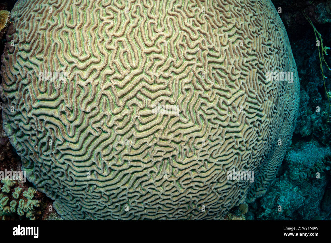 Brain Coral (diplora strigosa) auf das Riff in Bonaire, Niederländische Antillen Stockfoto