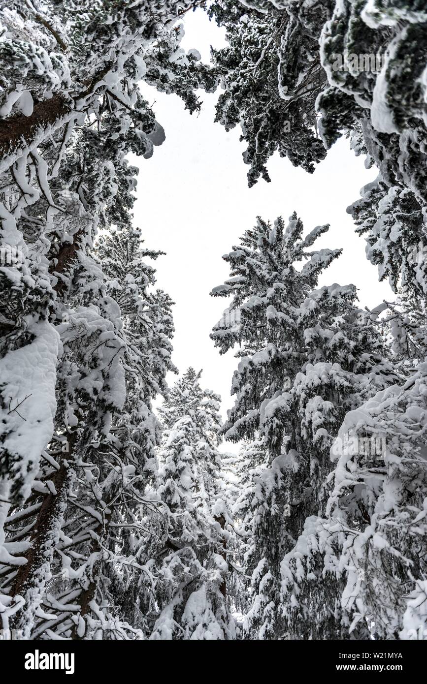 Schneebedeckte Fichten (Picea) im Winter, tiefen Schnee im Wald, Brixen im Thale, Tirol, Österreich Stockfoto