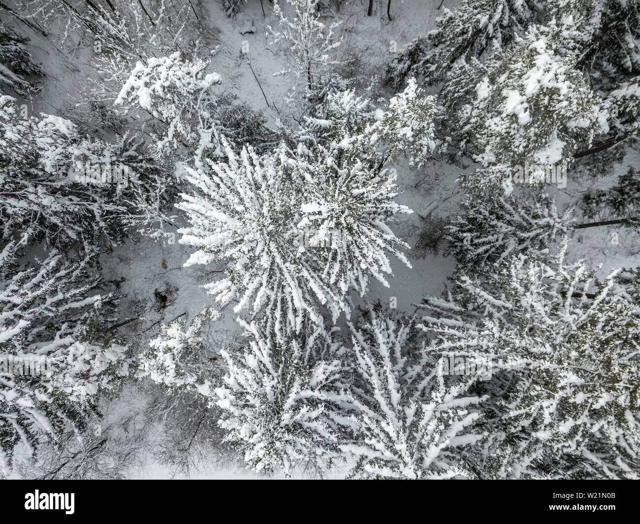 Verschneite Wald von oben Fichte, eye Bird's View, Bayern, Deutschland Stockfoto