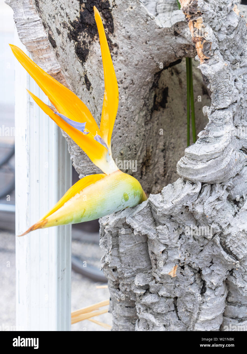 Florale Komposition einer Blume Gelb parrot Schnabel, in einer Korkeiche trunk Stockfoto