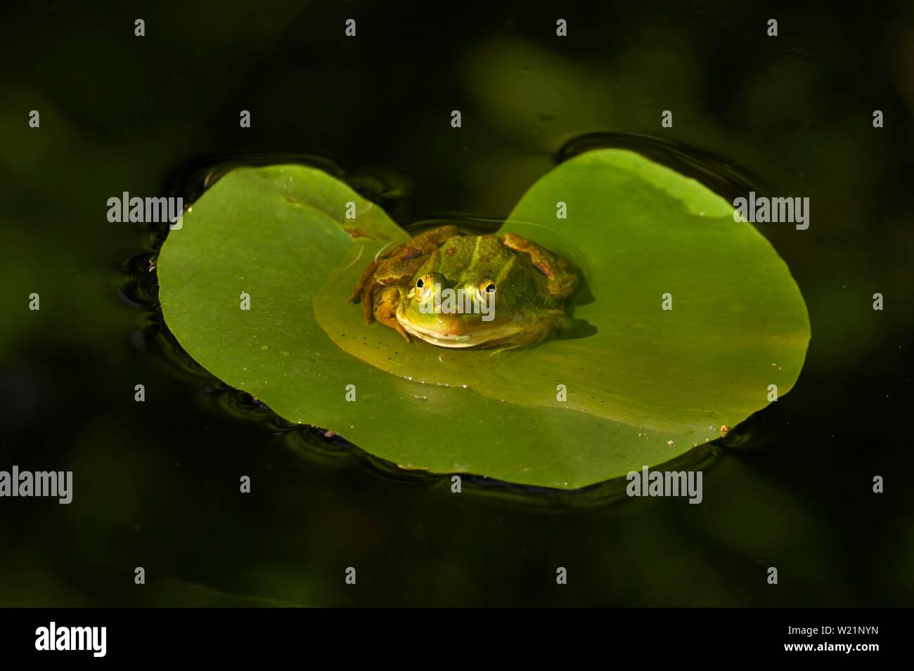 Wasser Frosch (Rana esculenta), sitzen auf einer Seerose Blatt in einem Teich, Kanton Zug, Schweiz Stockfoto