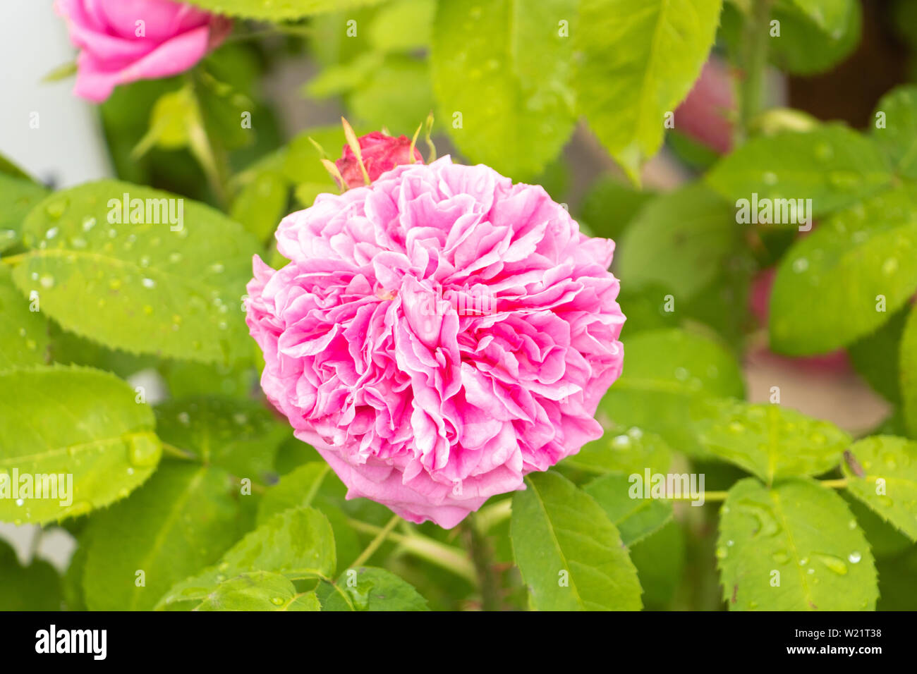 Centifolia, Provence Rose, Rose de Grasse, Rose Parfümeure, Rose Stockfoto