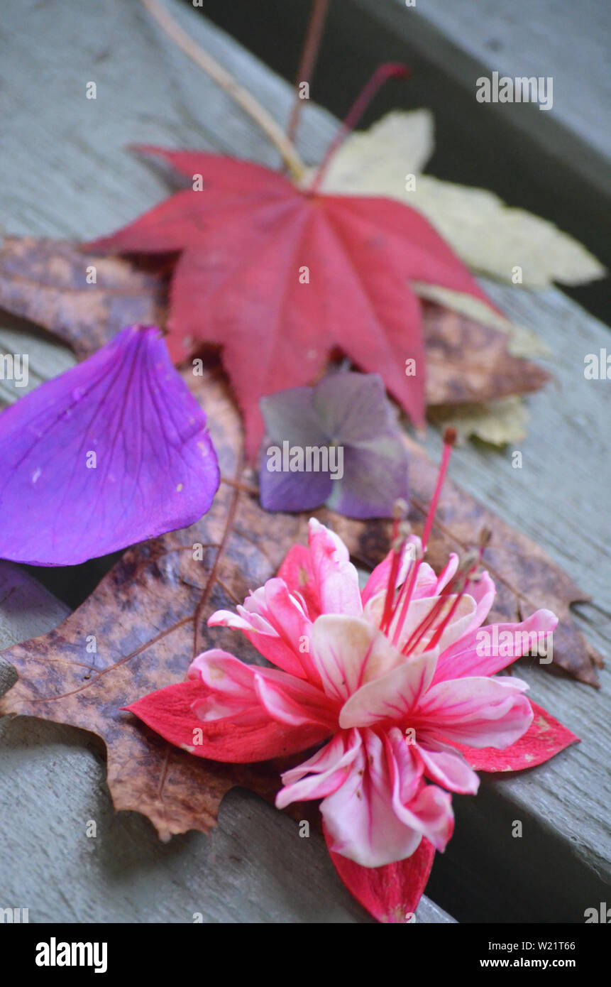 Dandenong Ranges National Park Olinda Victoria - Pflanzen und Blumen Stockfoto