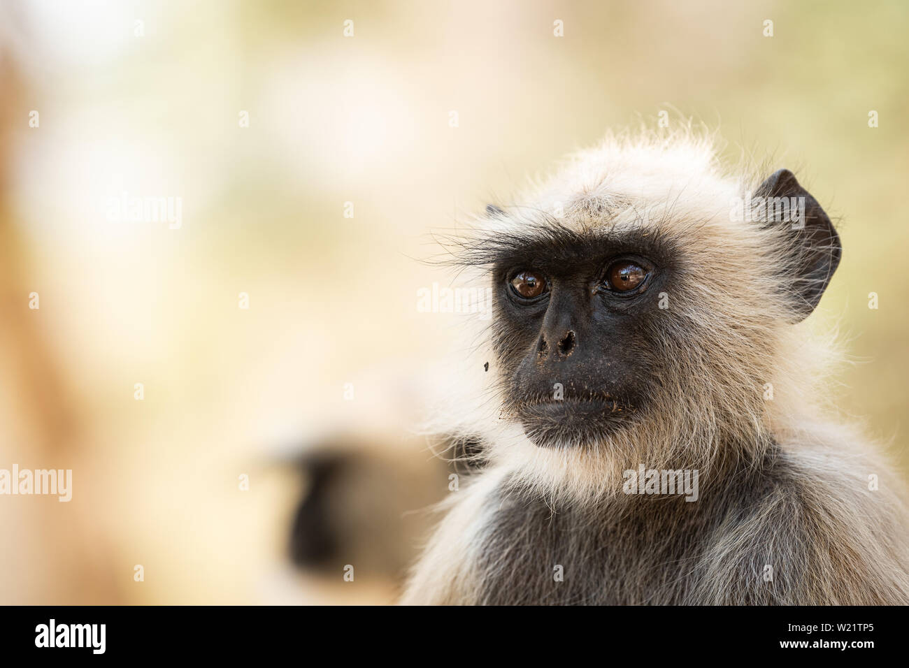 Grau langurs, heilige langurs, Indische langurs oder Hanuman langurs, Alt- Welt- Affen portrait native auf dem indischen Subkontinent Stockfoto